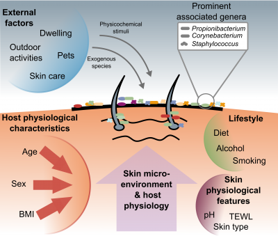 People’s physical features, their lifestyle and the environment are associated with the skin bacteria